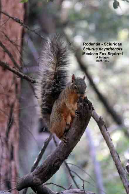 Mexican Fox Squirrel | American Society of Mammalogists