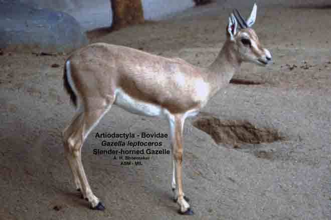 Gazella Leptoceros