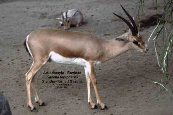 Side view, standing, male.  Gazella leptoceros leptoceros.