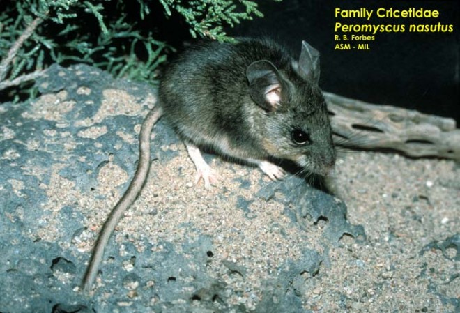 Dorsolateral view, P. n. griseus