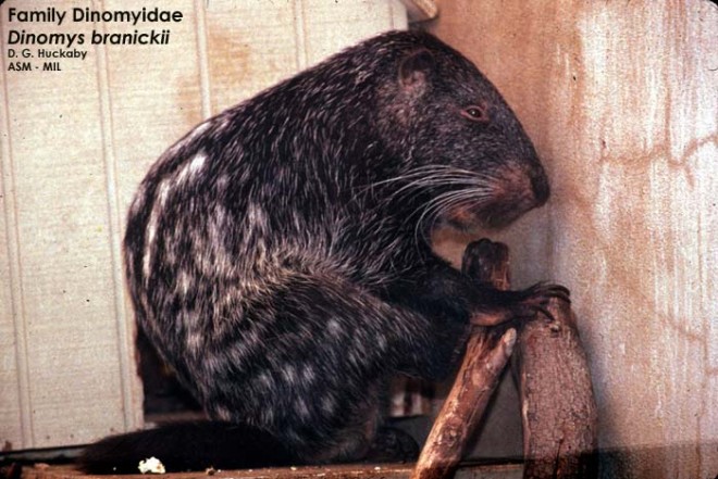 dinomys branickii