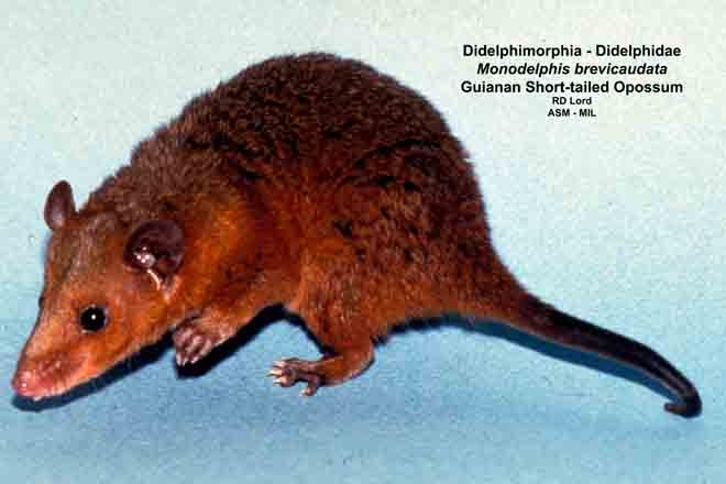 Captured in Venezuela, Bolívar state, Canaima National Park, Gran Sabana.  Also as Northern Red-sided Opossum|Red-legged Short-tailed Opossum|Guyanan Short-tailed Opossum.