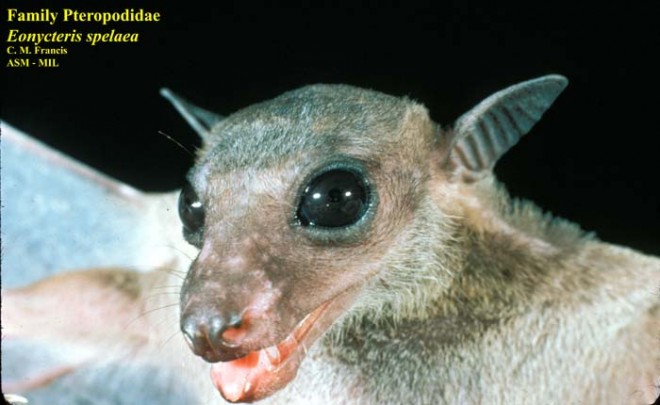 eonycteris spelaea