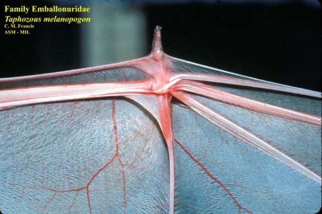 Close-up of wing pouch