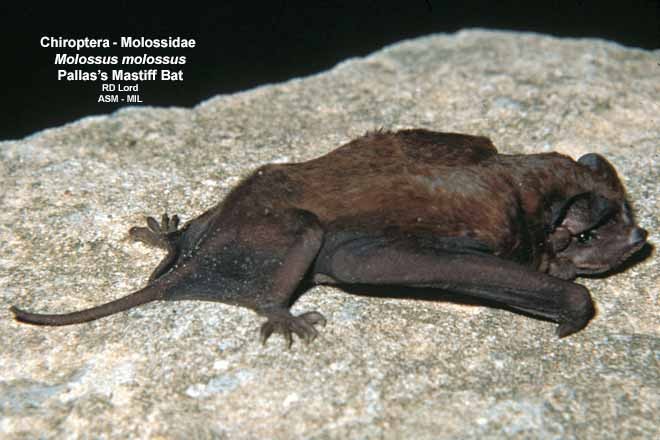 Full view on a rock.  Pallas’s Free-tailed Bat|Velvety Free-tailed Bat