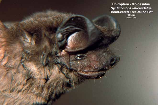 Male, close-up side view of head.  Also as Broad-eared Bat|Broad-tailed Bat|Espirito Santo Free-tailed Bat|Geoffroy