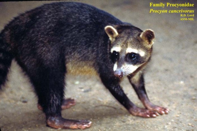Side view of standing adult, tail not visible.  Also as Southern Raccoon.