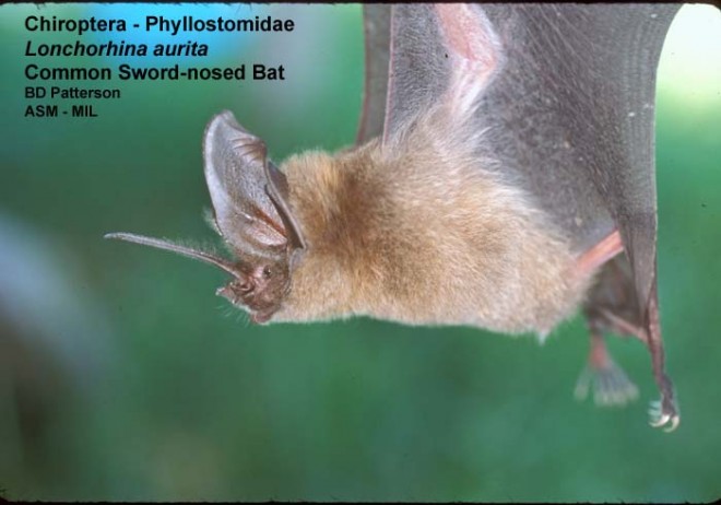 Side view of adult suspended in air, noseleaf and ear in focus