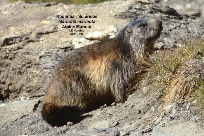 Marmota marmota - #1677 | American Society of Mammalogists