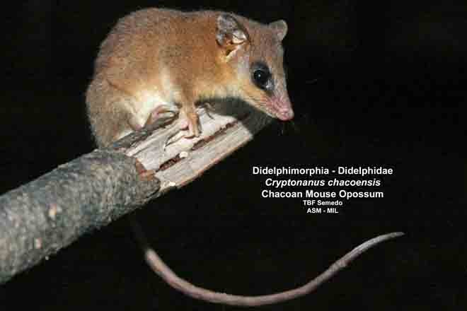 Adult on limb, caught by hand, formerly as Gracilinanus agilis, Gracile Opossum or Agile Gracile Opossum.