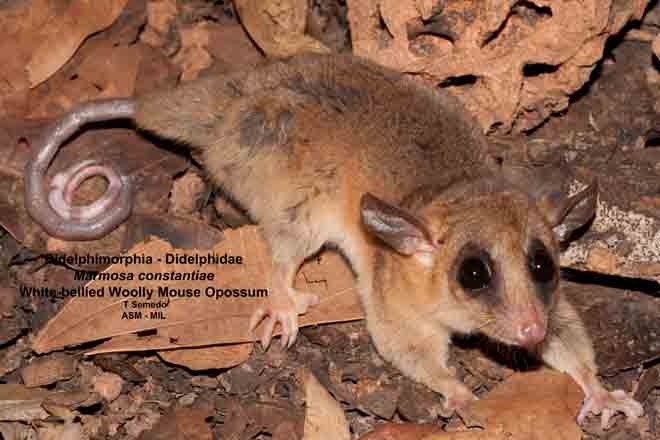 Lateral view of adult caught in live trap set in vines.  Formerly as Micoureus constantiae.  Also as Bay-colored Mouse Opossum|Pale-bellied Woolly Mouse Opossum.