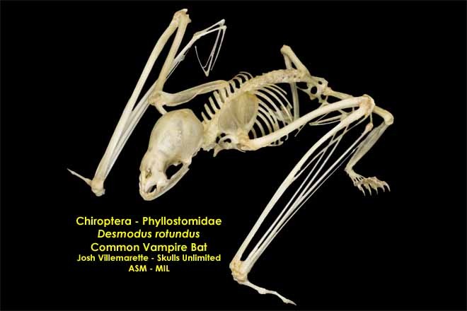 Desmodus rotundus - #2004 | American Society of Mammalogists