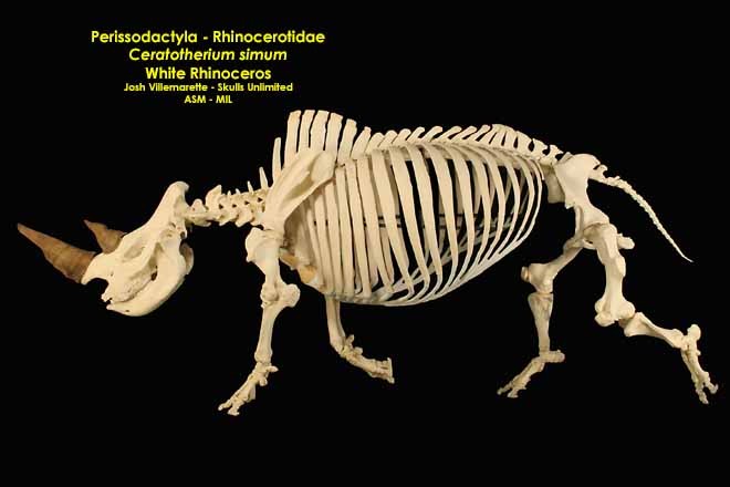 Lateral view of mounted skeleton of trotting animal.  Also as Square-lipped Rhinoceros|Southern White Rhinoceros.