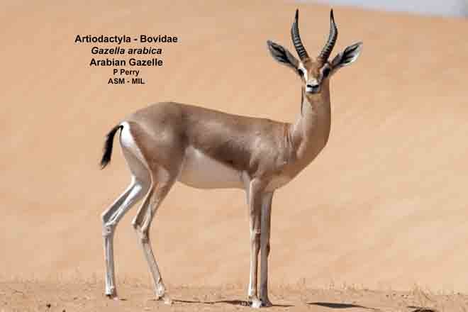 Formerly Gazella gazella cora, Mountain Gazelle.  Also as Gazella cora, Arabian Mountain Gazelle.