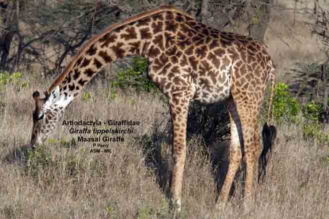 the zoology of giraffes giraffa camelopardalis Spatial ecology and habitat use of giraffe (giraffa camelopardalis) in south africa giraffe (giraffa camelopardalis) african zoology, 50 (4. the zoology of giraffes giraffa camelopardalis Spatial ecology and habitat use of giraffe (giraffa camelopardalis) in south africa giraffe (giraffa camelopardalis) african zoology, 50 (4.