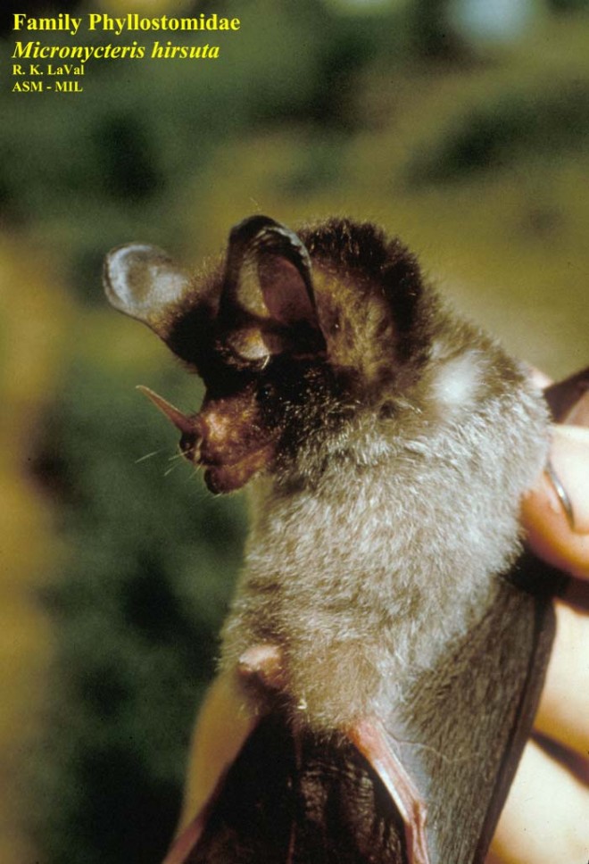 Close-up ventro-lateral view of head and body