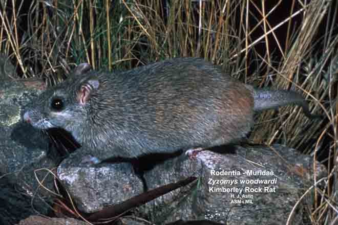 Zyzomys Alchetron, The Free Social Encyclopedia