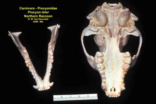 Details about   Raccoon Skull Procyon Lotor Authentic Montana #2 Grade