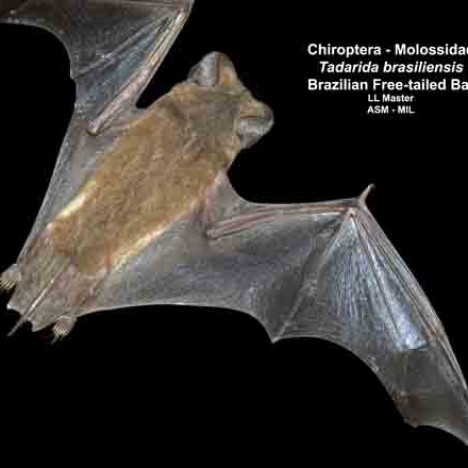 Brazilian/Mexican Free-tailed Bat | American Society of Mammalogists