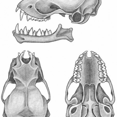 Brazilian/Mexican Free-tailed Bat | American Society of Mammalogists