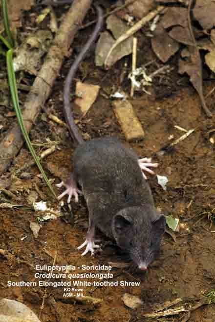 Crocidura quasielongata