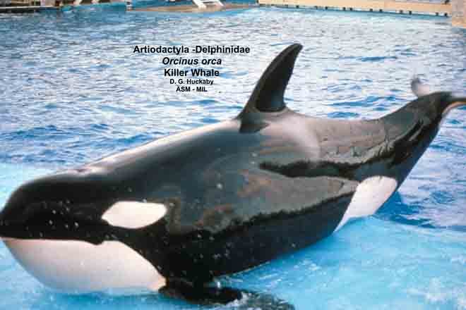 Orcinus orca - #1057 | American Society of Mammalogists