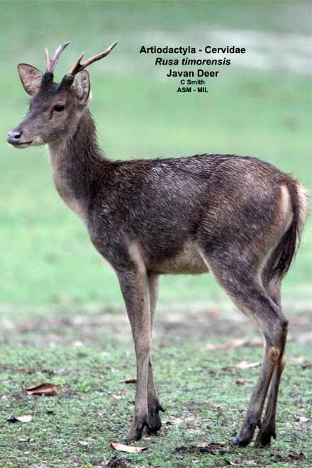 Rusa Timor - Pola Makanan Rusa Timor