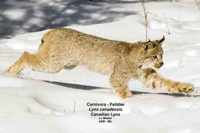 Lynx canadensis - #3258 | American Society of Mammalogists
