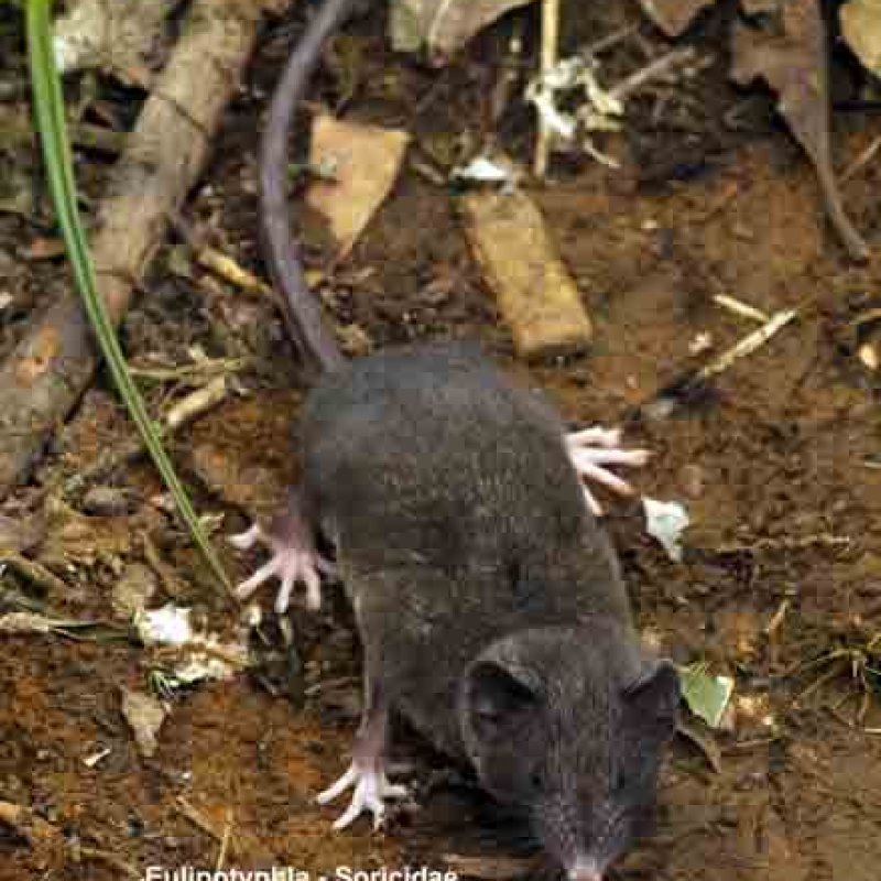 Crocidura quasielongata