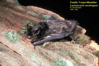 Stable Isotope Investigation Of The Migratory Behavior Of Silver