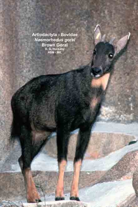 goral sn60