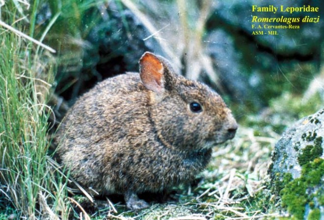 Romerolagus diazi (Volcano rabbit)