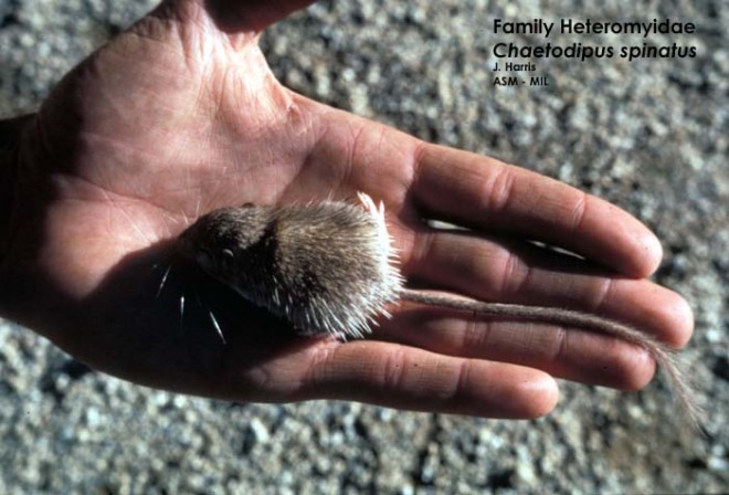 spiny pocket mouse spiny pocket mouse