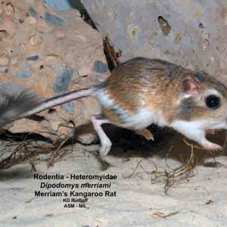 Merriam's Kangaroo Rat | American Society of Mammalogists